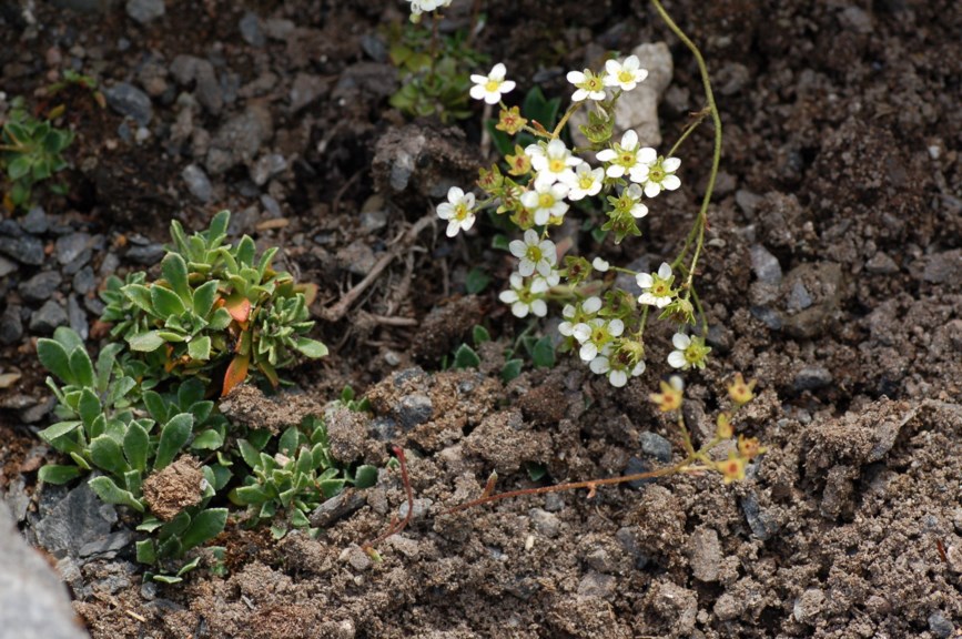 Saxifraga paniculata subsp. cartilaginea