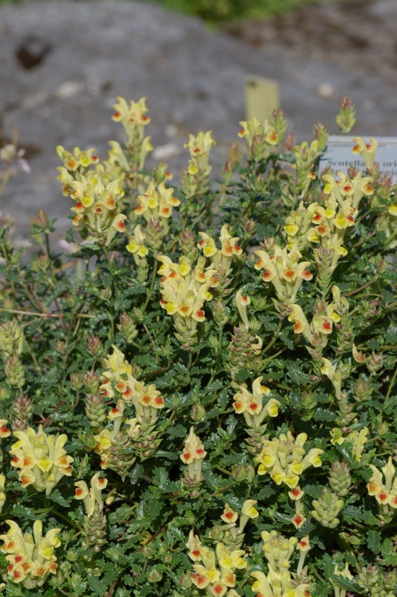 Scutellaria orientalis subsp. leptostegia