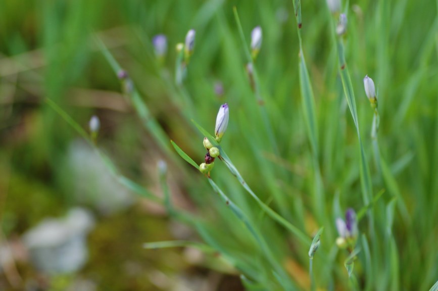 Sisyrinchium idahoense - Idaho-sivlilje