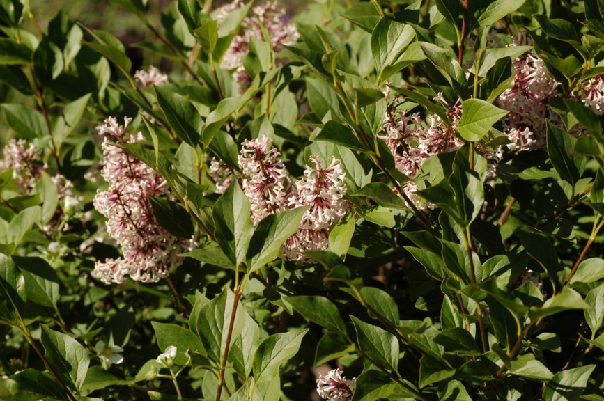 Syringa pubescens subsp. patula