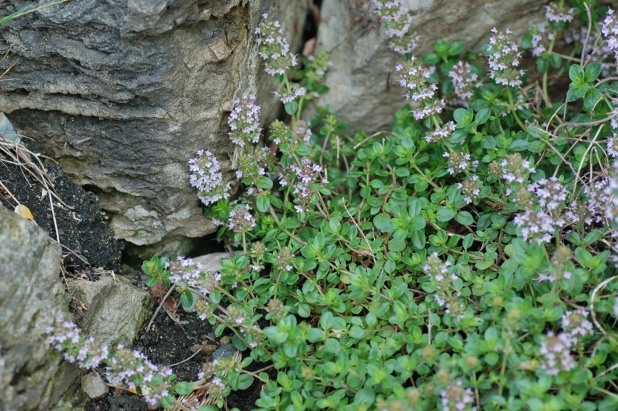 Thymus polytrichus subsp. britannicus 'Coccineus'