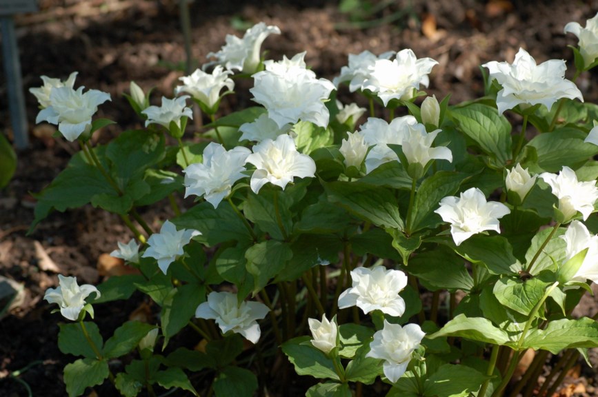 Trillium grandiflorum 'Flore Plena' - Fylt stortreblad, Great White Trillium