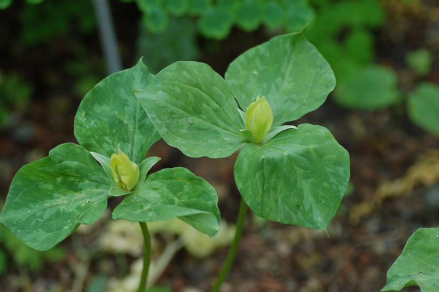 Trillium luteum - Gultreblad, Yellow Trillium
