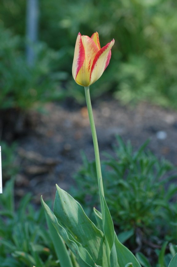 Tulipa grengiolensis