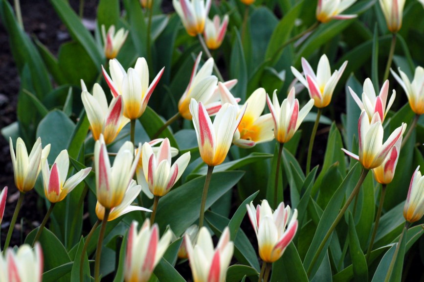 Tulipa kaufmanniana - Nøkkerosetulipan, Waterlily Tulip