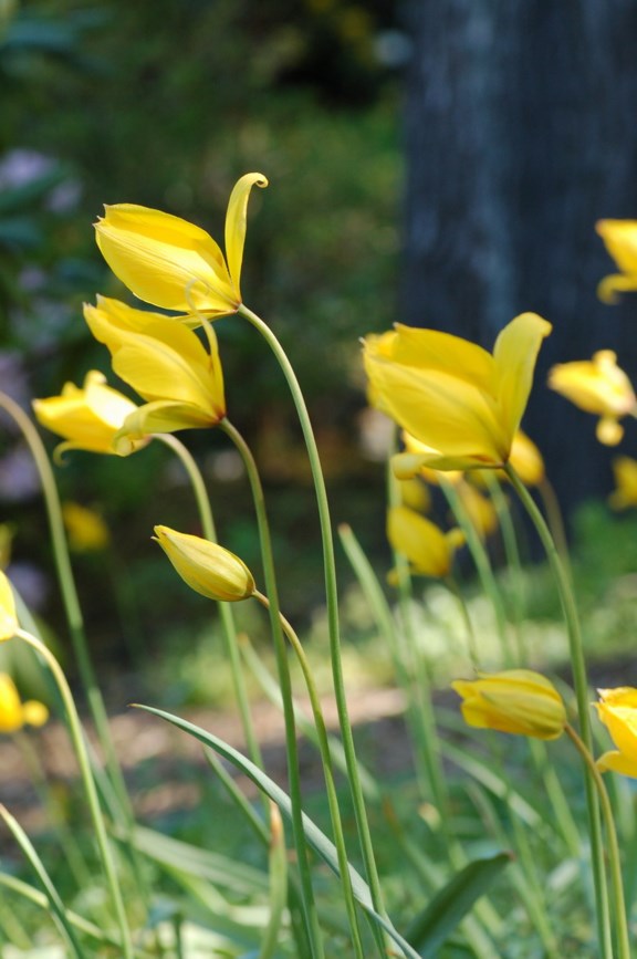 Tulipa sylvestris - Villtulipan, Wild Tulip