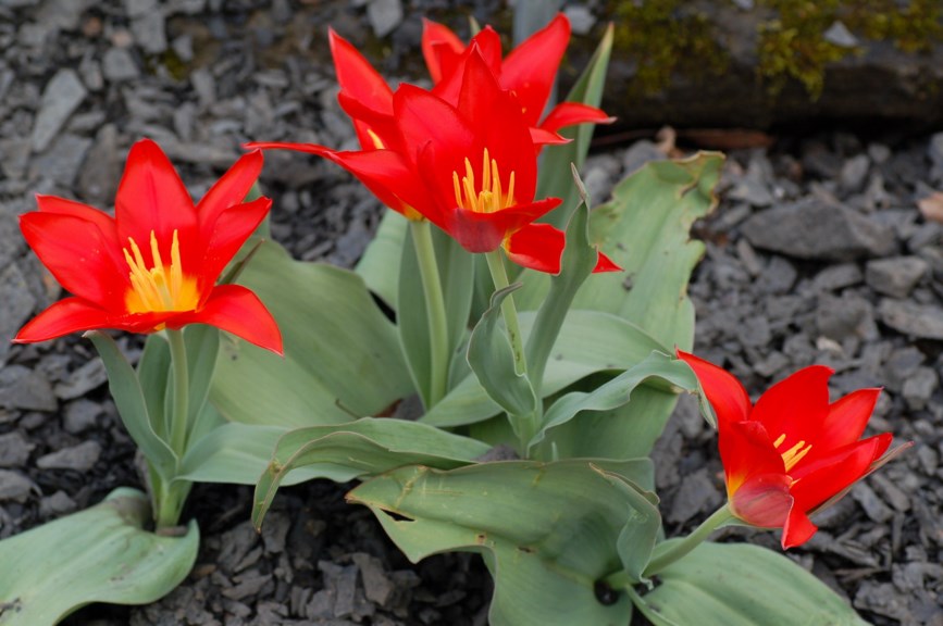 Tulipa tschimganica