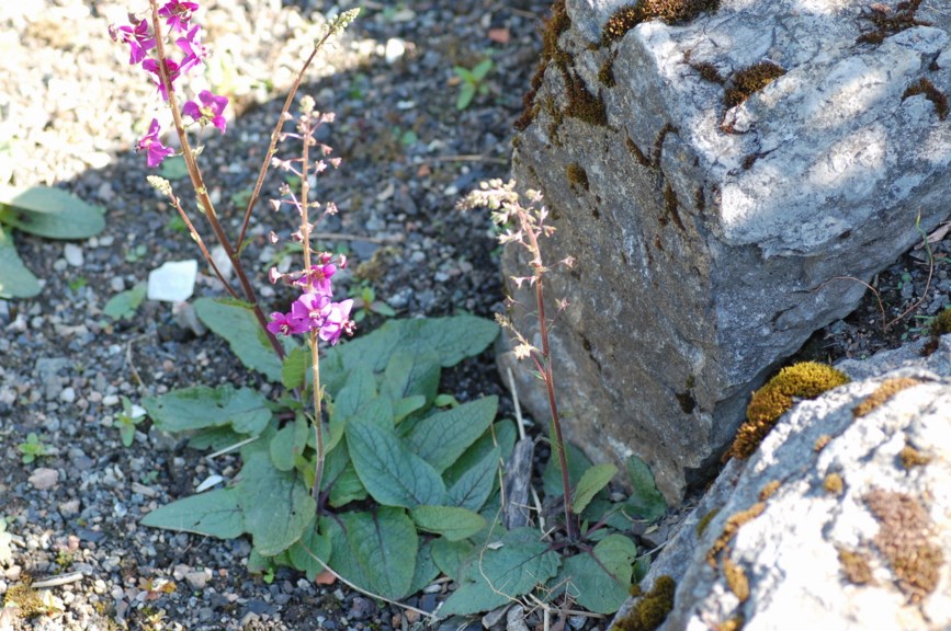 Verbascum phoeniceum - Fiolkongslys, Purple Mullein