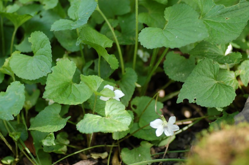 Viola sororia 'Albiflora' - Confederate Violet
