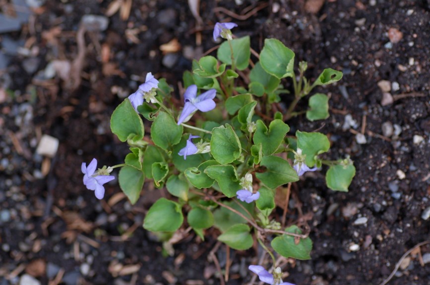 Viola riviniana - Skogfiol, Wood Violet