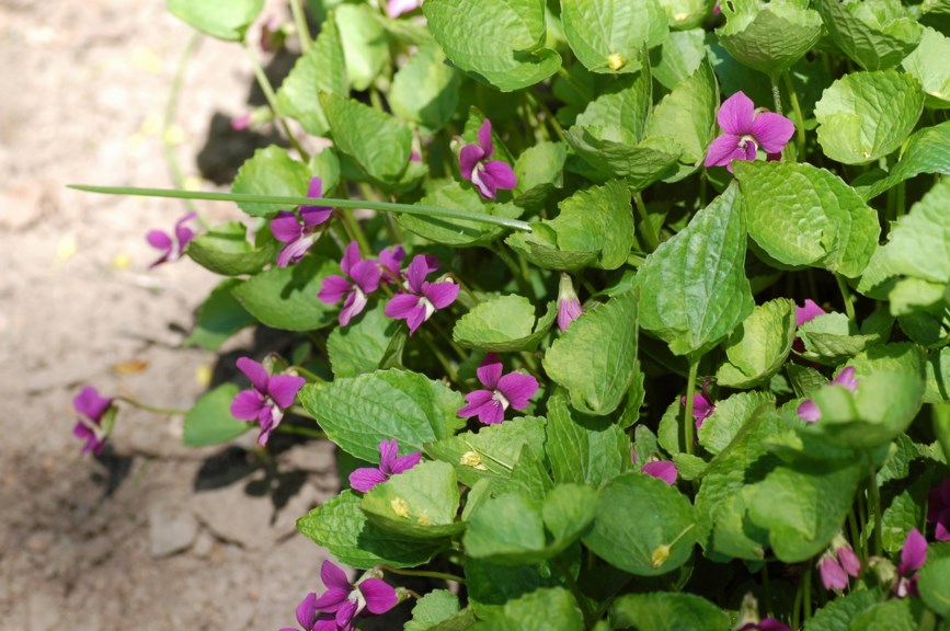 Viola sororia f. rubra - søsterfiol