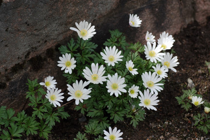 Anemone blanda 'White Splendour' - Våranemone-kultivar