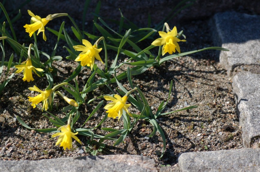 Narcissus minor - Iberisk narcissus