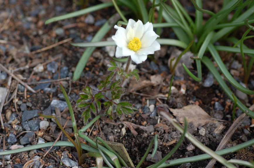 Pulsatilla alpina subsp. alpina - Hvit alpekubjelle