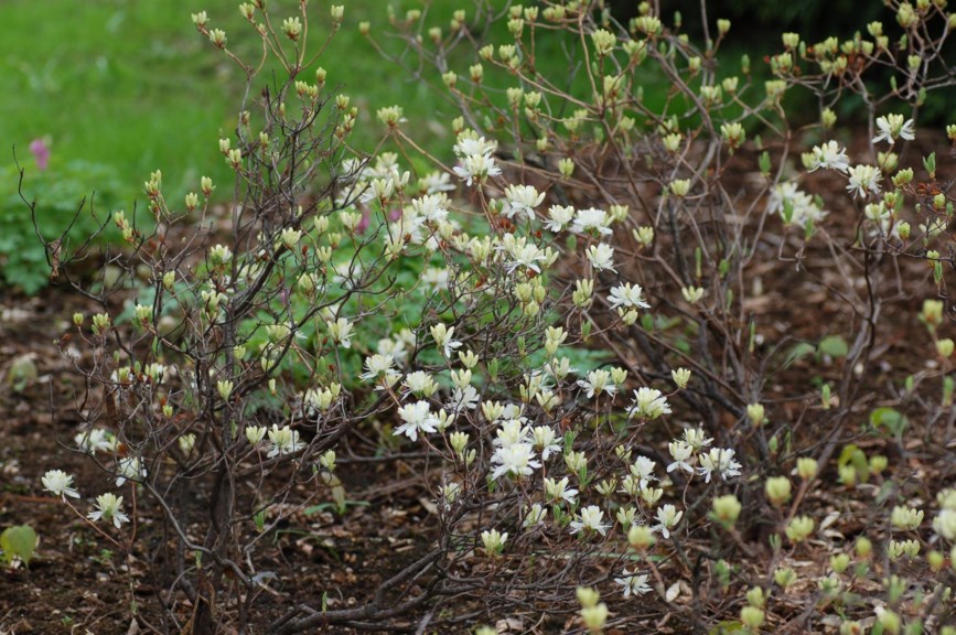 Rhododendron canadense 'Albiflorum'