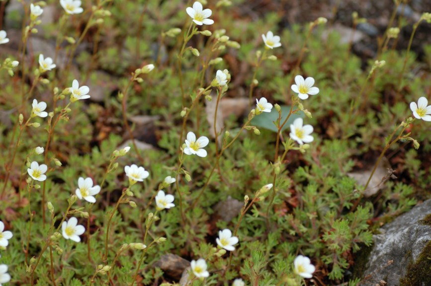 Saxifraga hypnoides - Mosesildre, Dovedale Moss