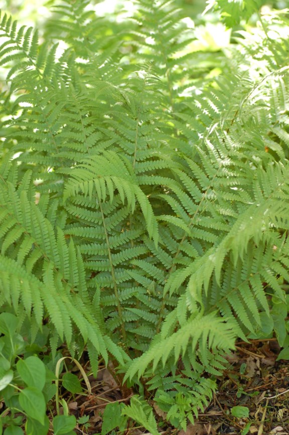 Dryopteris filix-mas - Ormetelg, Male fern