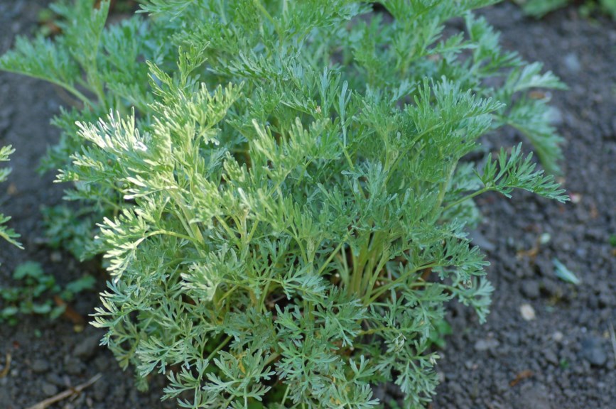 Artemisia absinthium - Ekte malurt, Absinthe