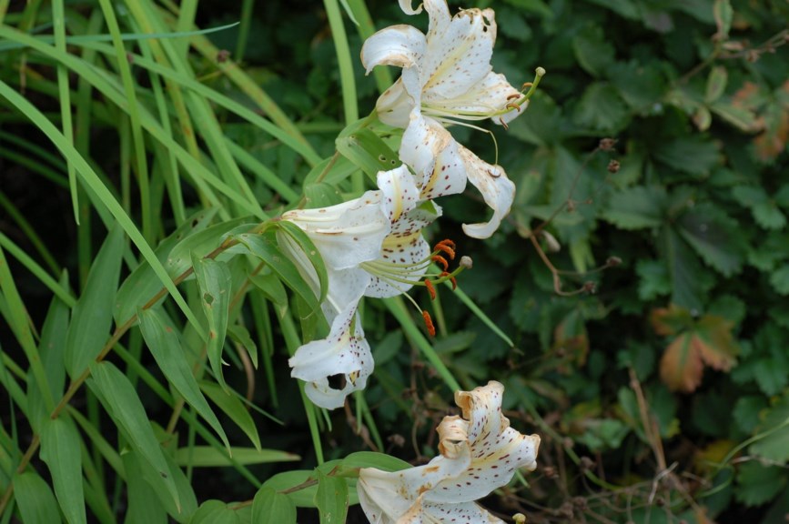 Lilium auratum - Gullbåndlilje, Golden Rayed Lily