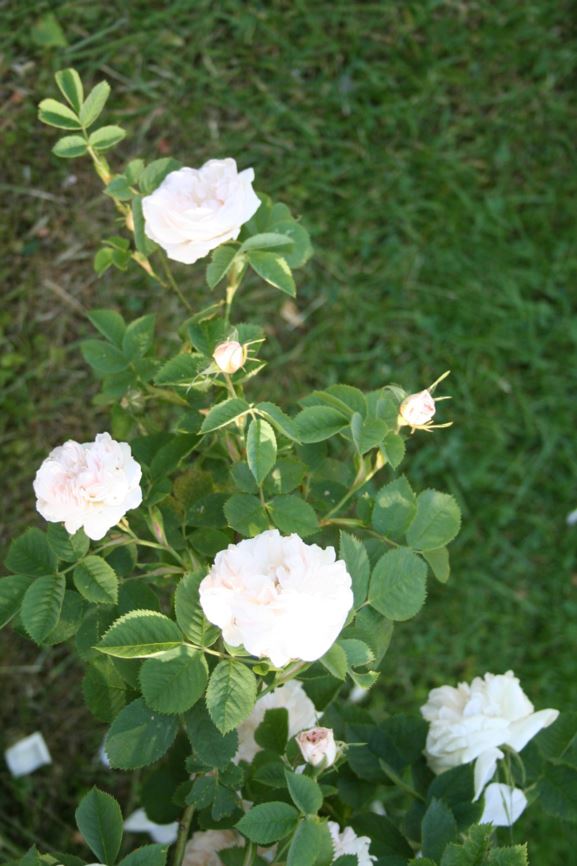 Rosa × alba 'Maxima' - Rose