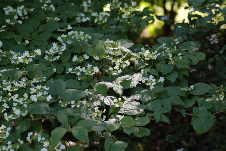 Viburnum plicatum 'Mariesi' - Japankorsved
