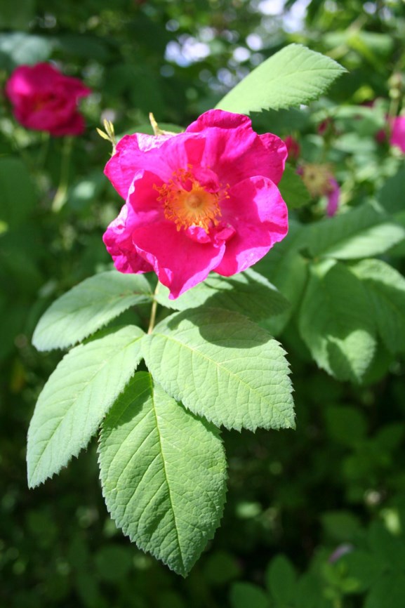 Rosa × francofurtana 'Frankfurt'