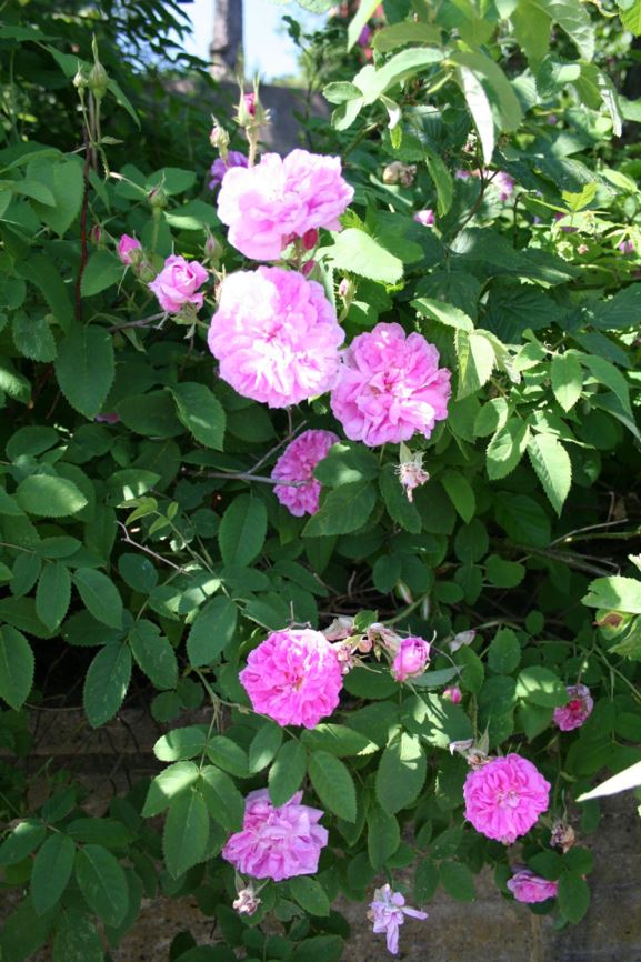 Rosa gallica - Fransk rose