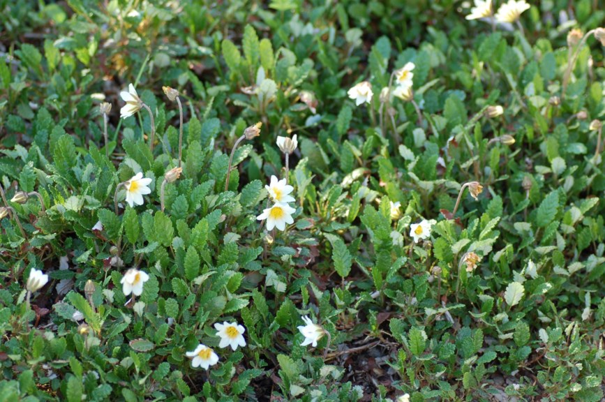 Dryas × suendermannii - Hybridreinrose