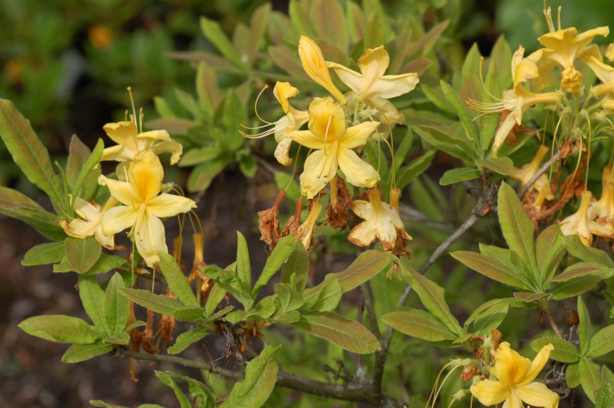 Rhododendron luteum - Gullasalea, Common Yellow Azalea