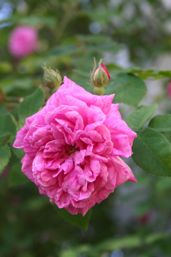 Rosa × damascena