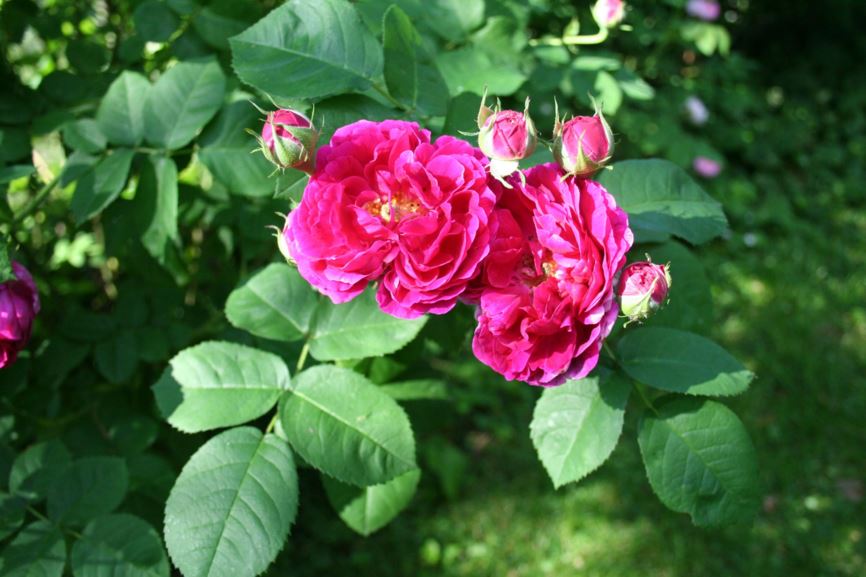 Rosa × borboniana 'Great Western'