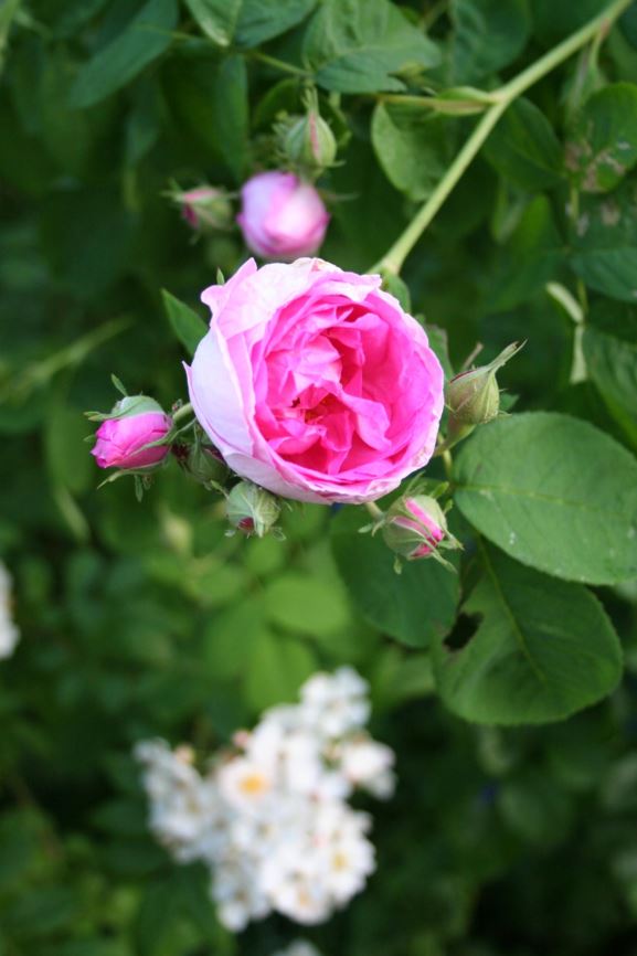 Rosa × borboniana 'Bourbon Queen'