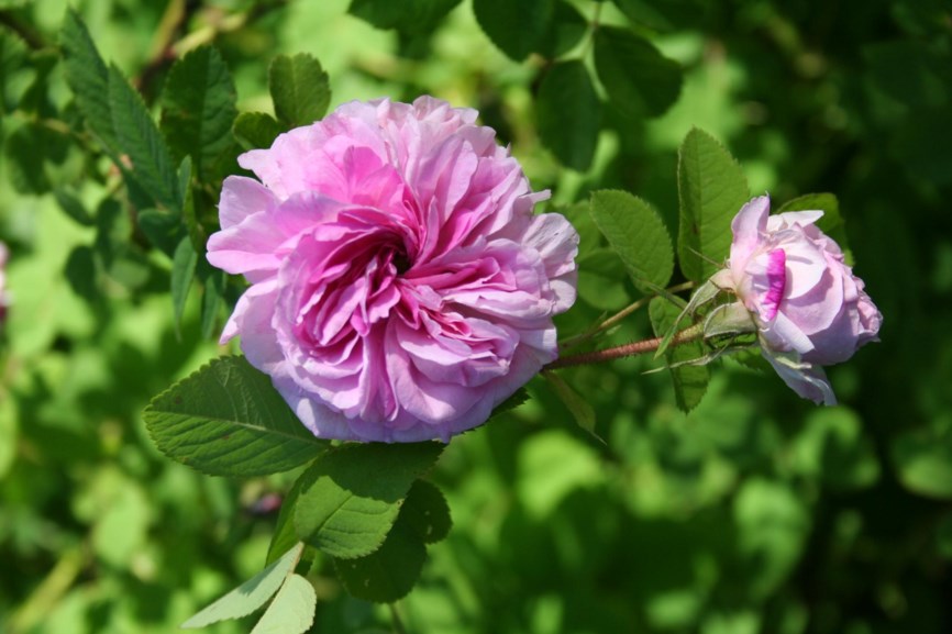 Rosa × damascena 'Blush Damask'