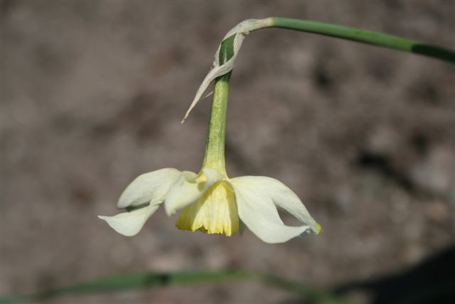 Narcissus sp. - Daffodil