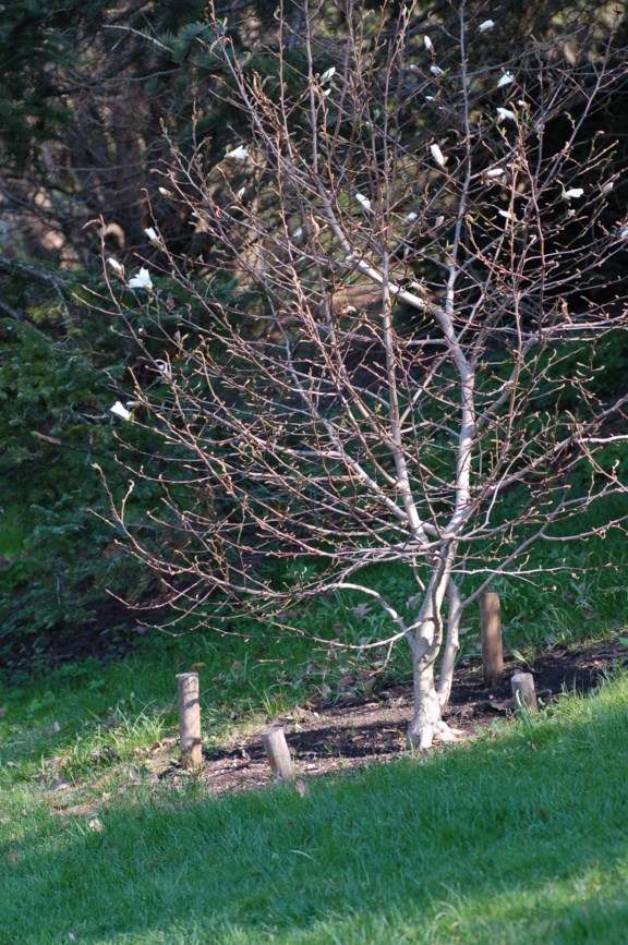 Magnolia stellata - Stjernemagnolia