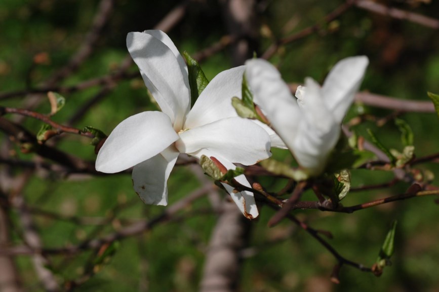 Magnolia stellata - Stjernemagnolia | Botanical Garden - Natural ...