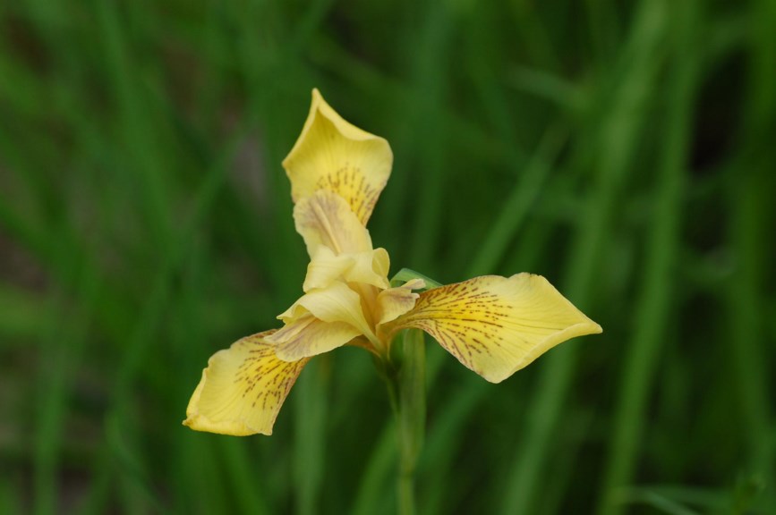 Iris innominata - Del Norte county iris