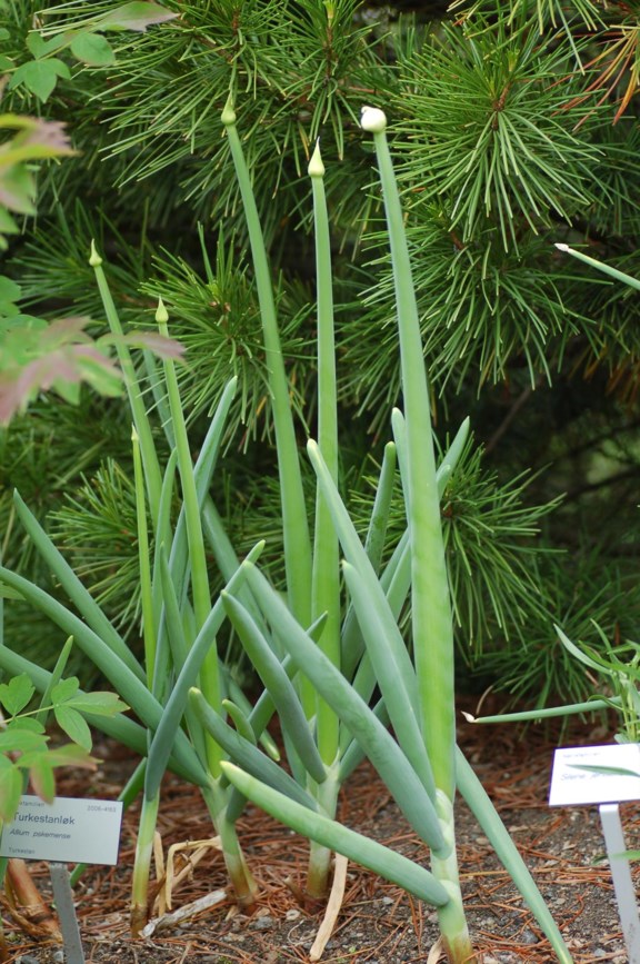 Allium pskemense - Turkestanløk