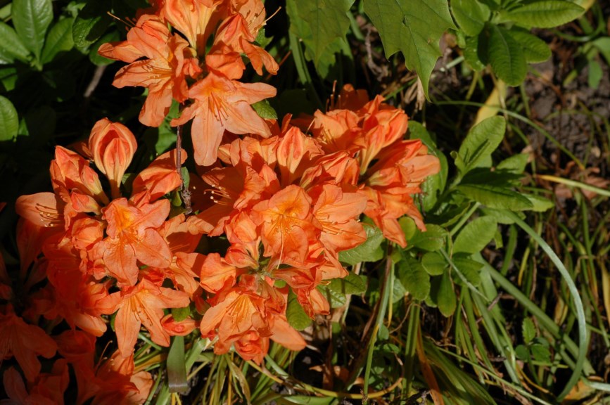 Rhododendron japonicum 'Polly Claessen'