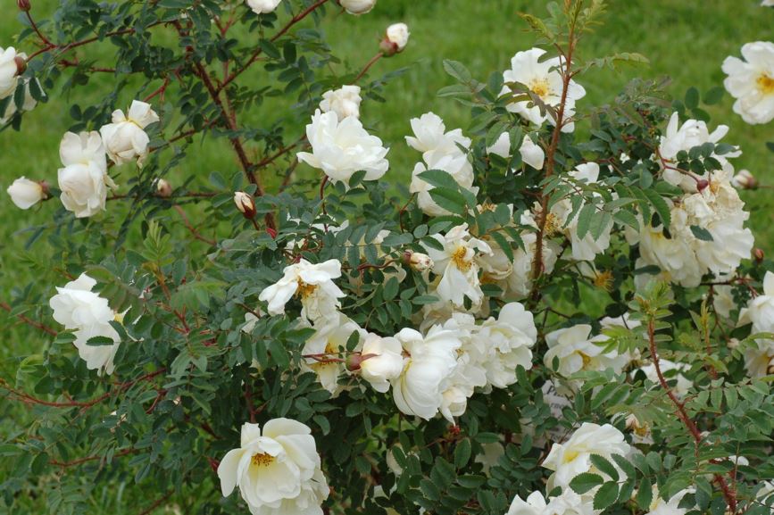 Rosa pimpinellifolia 'Totenvik' - Trollnype