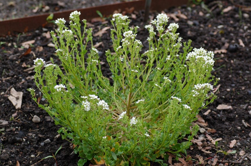 Cochlearia officinalis - Skjørbuksurt, Common Scurvygrass