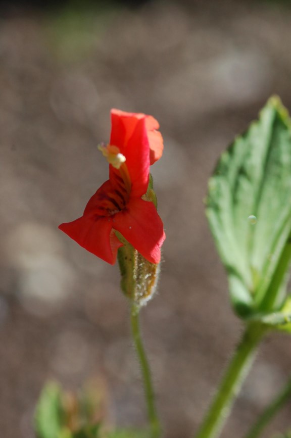 Mimulus cardinalis - Scarlet Monkey Flower