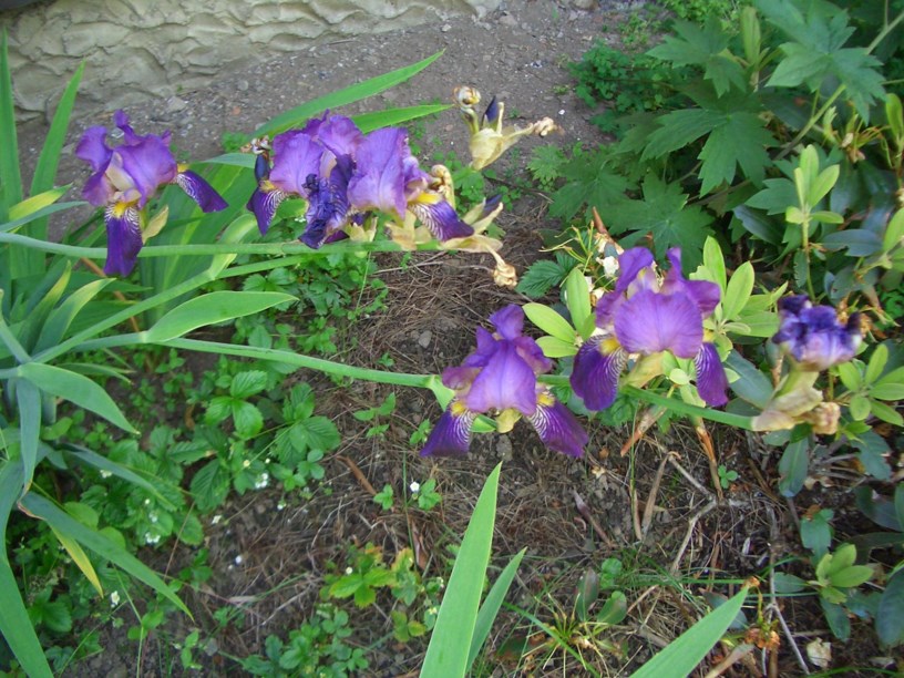 Iris × germanica - Hageiris, Bearded Iris