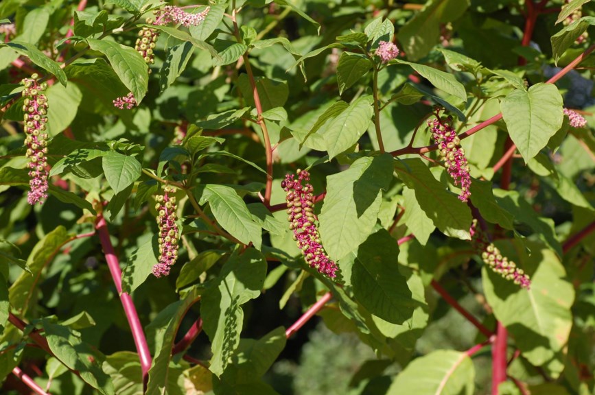 Phytolacca americana - Kermesbær