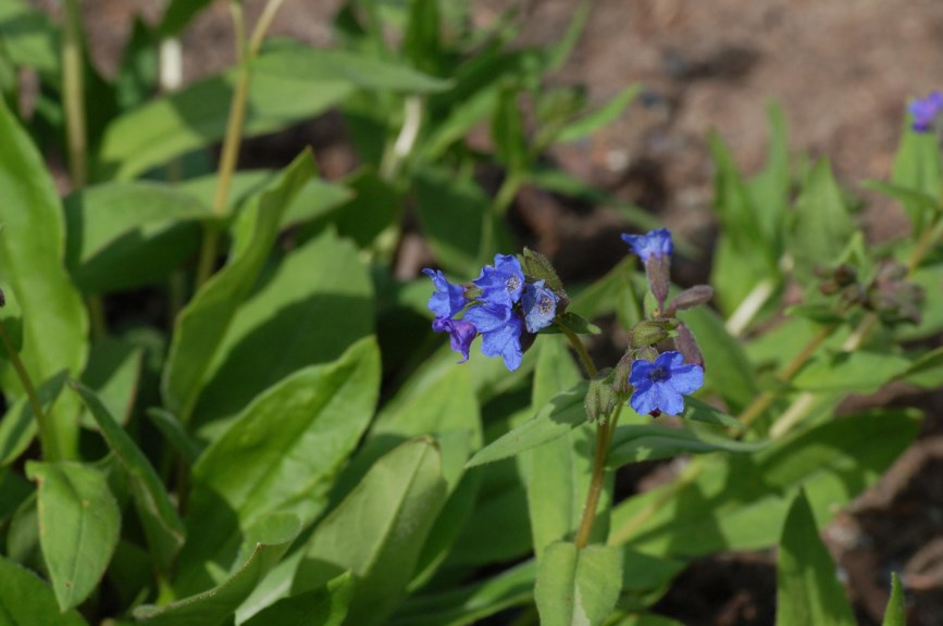 Pulmonaria angustifolia - Blå lungeurt, Blue Lungwort