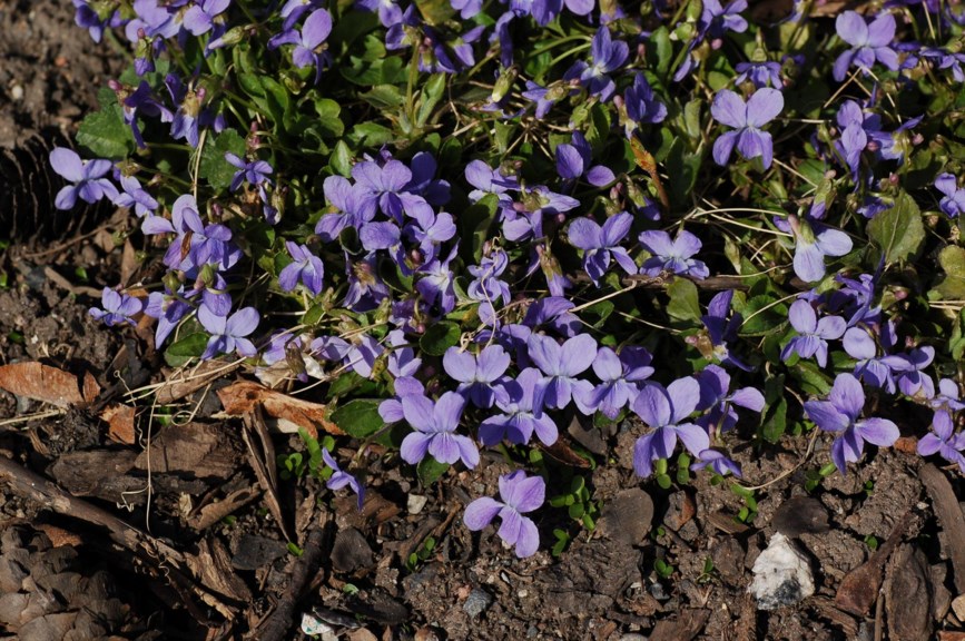 Viola hirta - Lodnefiol
