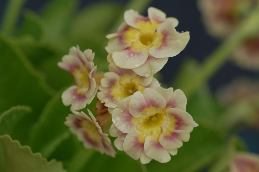Primula × pubescens - Hageaurikkel, Garden Auricula
