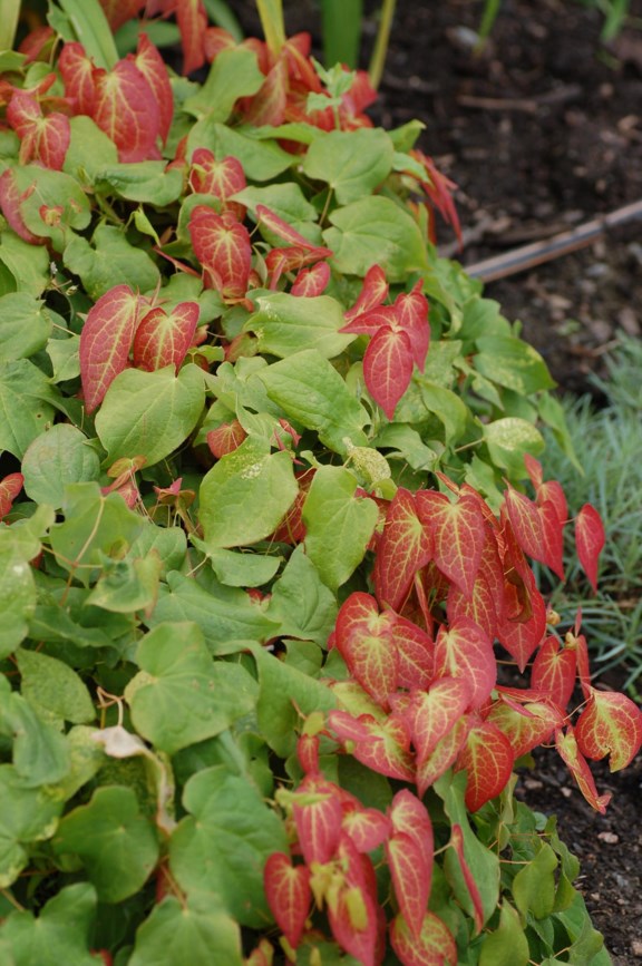 Epimedium × rubrum - Rød bispelue, Red Barrenwort