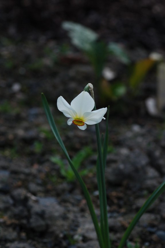 Narcissus poeticus 'Recurvus' - Pinselilje, Daffodil