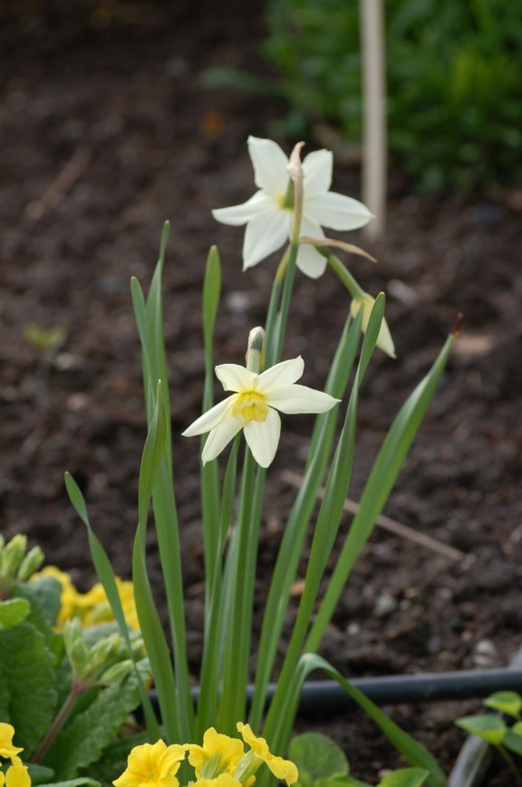 Narcissus poeticus 'White Lady' - Pinselilje, Daffodil